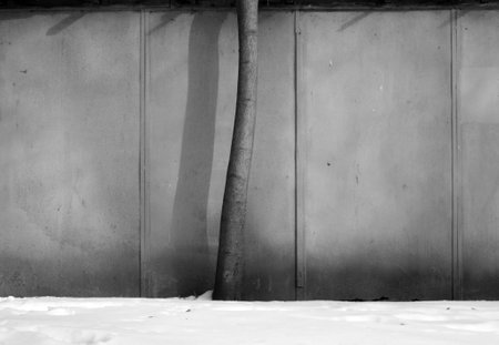 Tree near rusty metal hangar wall in winter time. Industial seasonal background.の写真素材