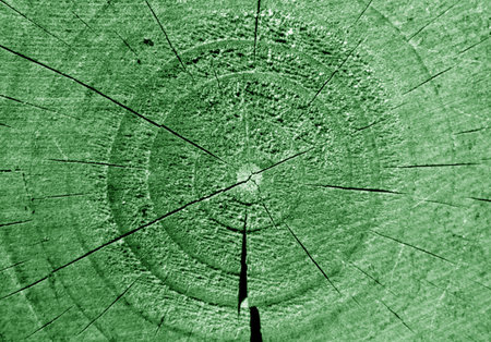 Tree trunk cut with annual circles. Natural design background and texture.の写真素材