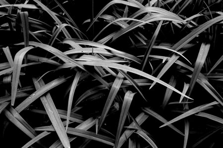 Black and white leaves close up. Seasonal background.の写真素材