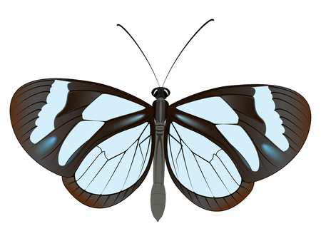 Big Butterfly with transparent elements on the wingsのイラスト素材