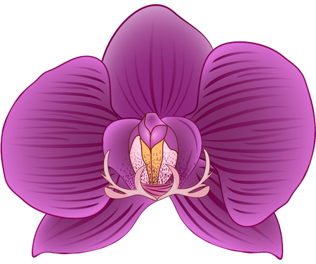Isolated Bud of an Orchidのイラスト素材