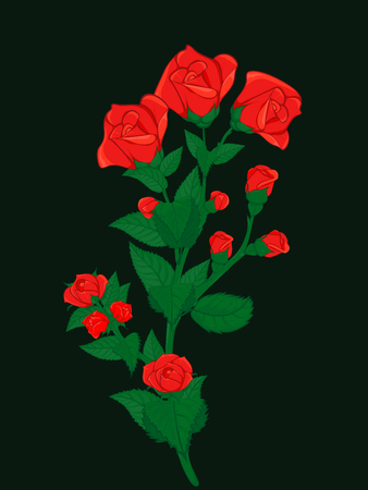 Branch bushy roses dotted with small and big buds of red roses. For cards, greetings and decorations.のイラスト素材