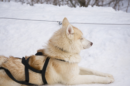 one dog Husky lays on snow alone ready for dogsled runの写真素材