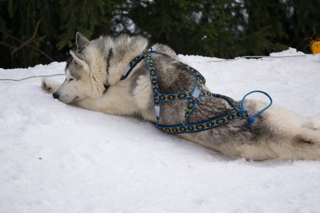 one dog Husky lays on snow alone ready for dogsled runの写真素材