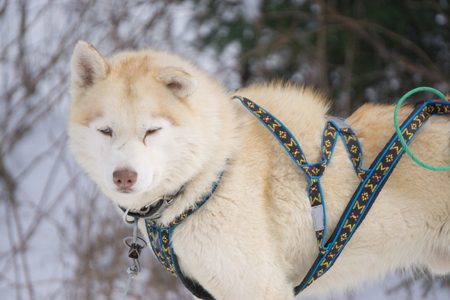 one dog Husky sitting on snow alone ready for dogsled runの写真素材
