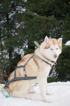 one dog Husky sitting on snow alone ready for dogsled runの写真素材