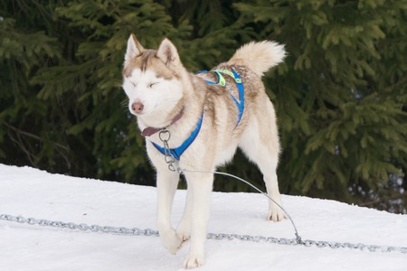 one dog Husky sitting on snow alone ready for dogsled runの写真素材