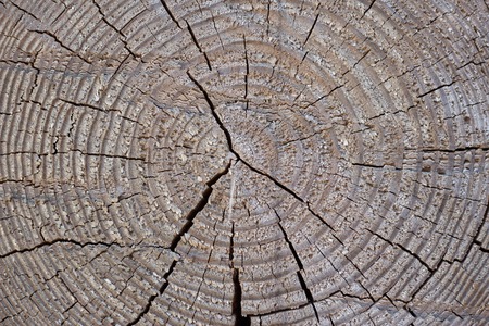 slice cut of natural wood with circles abstract textureの写真素材