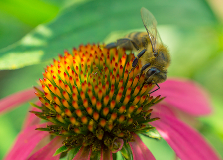 bee on echinacea with pink petals. side viewの写真素材