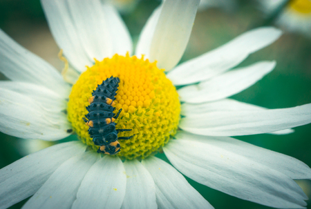 macro shot of a black caterpillar on white and yellow daisyの写真素材