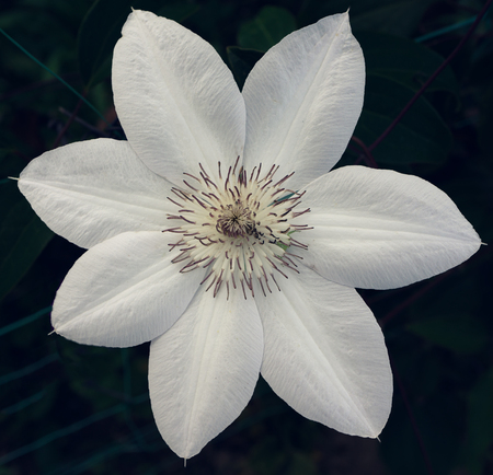 beautiful white flower on dark background. view from the top. little green bug spider hiding behind pestlesの写真素材
