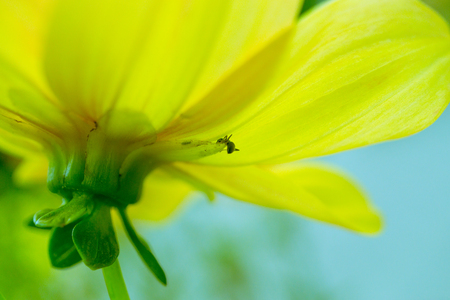 macro shot of a beautiful yellow flower and little ant trying to climb on a petalの写真素材