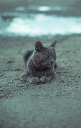 portrait of a gray cat lays on gray asphalt. vertical shotの写真素材