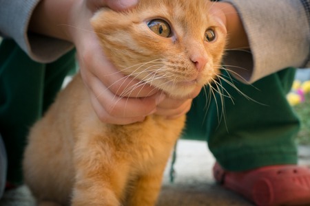close shot of a red kitty and child holding cat's head in small palms trying to catch and holdの写真素材