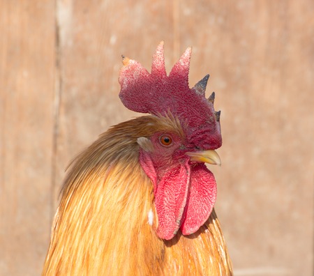 side view close-up portrait of cock rooster with red crest combの写真素材