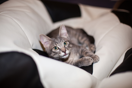 cute gray llittle kitty resting on a black and white beanbag puff chairの写真素材