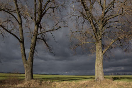 two bold without foliage trees in front of green field. summer landscape at rainy weather. sky full of gray cloudsの写真素材
