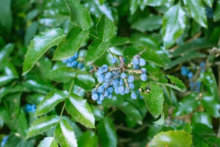 garden hedgerow evergreen bush with blue berries and magnificent bright green leavesの写真素材