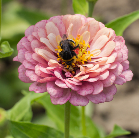 bumblebee collects pollen on a pink flower and green leaves closeup macro shotの写真素材