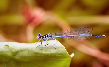 Summer dragonfly. Macro shot of dragonfly on the green leaf in the nature habitatの写真素材