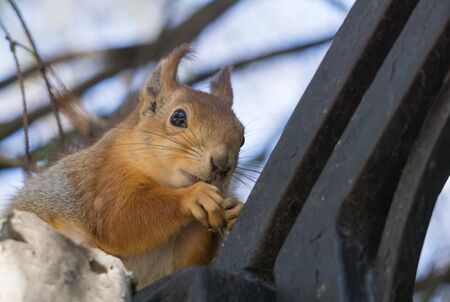 hungry red squirrel sits on a black fence of the city park and gnaws nutの写真素材