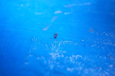little ant creeps on blue table in a garden. great for background with lot of copy spaceの写真素材