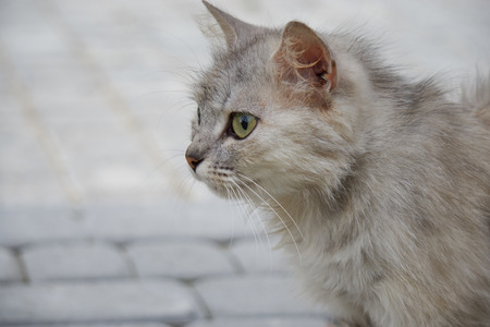 furry gray cat with green eyes lying on the pavementの写真素材