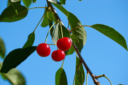 three red berries of cherry on a tree branch on blue sky background