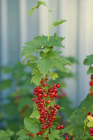 bush and ripe red berries currants near a gray fence. close up shot of berries in focus