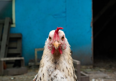 cute chicken staring at you with both eyes wondering if she will be your dinner tonight. front portrait shotの写真素材