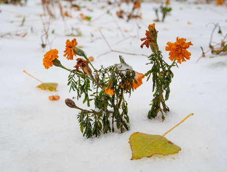 frozen yellow red carnations covered with snow. winter came suddenly. fast weather climate changeの写真素材