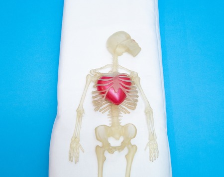 kids toy human body skeleton with big red heart inside chest. heart decease conceptの写真素材