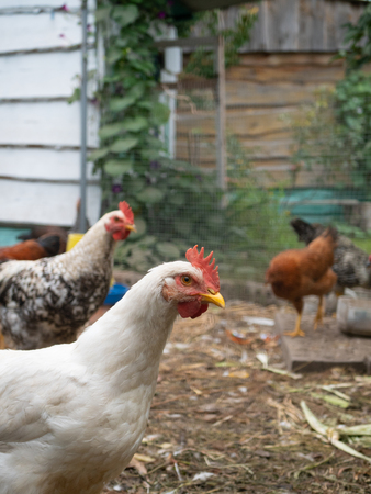 few adult still alive chikens at farm courtyard outdoor. domestic hen poultry. summer daylight image