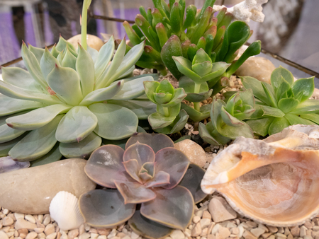 closeup of different succulents waterless plants in glass flowerpotの写真素材