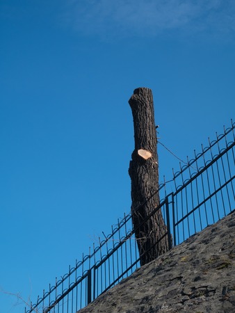 cutted pruning tree branches on blue sky background. seasonal spring imageの写真素材