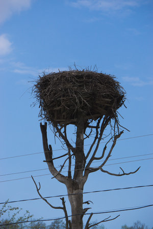 abandoned empty stork nest on a tree. High quality photoの写真素材