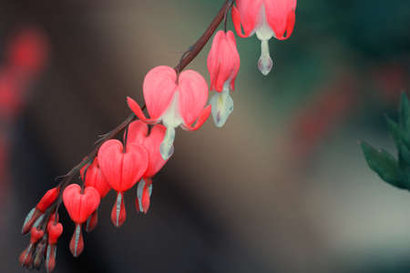beautiful vivid bleeding heart flowers on blurred background. High quality macro close-up photoの写真素材