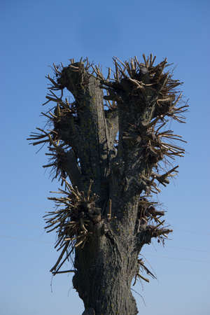 silhouette of a tree with cutted branches with blue sky on background. High quality photoの写真素材