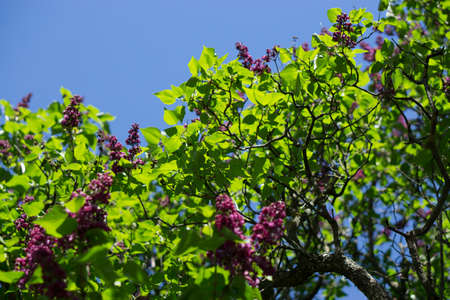 beautiful lilac trees blooming bushes in summer with blue sky on background. High quality photoの写真素材