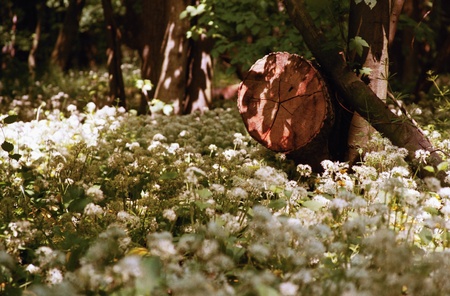 Spring flowers in a floodplain forest.