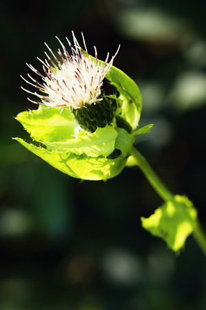 Spring beauty.の写真素材