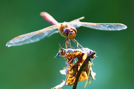 Dragonfly on the spring meadow.の写真素材