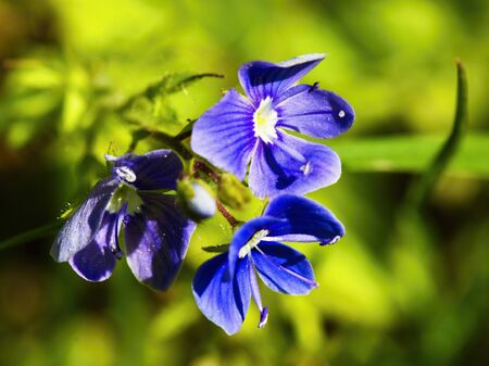 Spring beauty.の写真素材