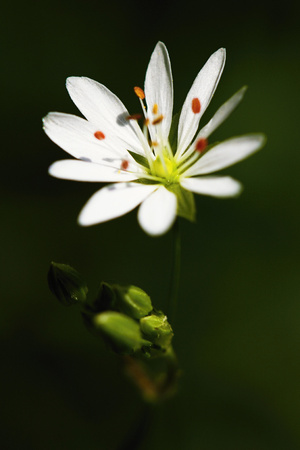 Spring beauty.の写真素材