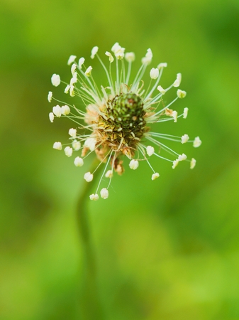 Spring meadow beauty.の写真素材