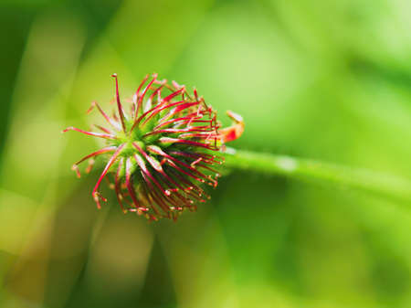 Wild flower.の写真素材