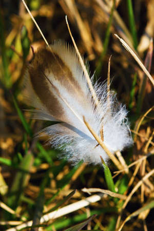 Mountain spring meadow in the village of Celadna in Moravia in the Czech Republic.の写真素材