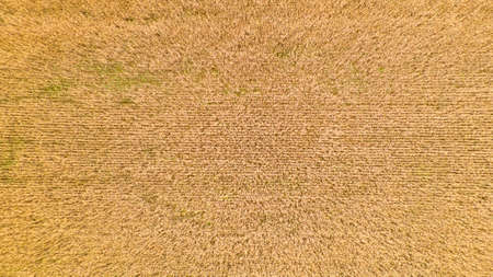 Aerial view of agriculture crops fieldの写真素材
