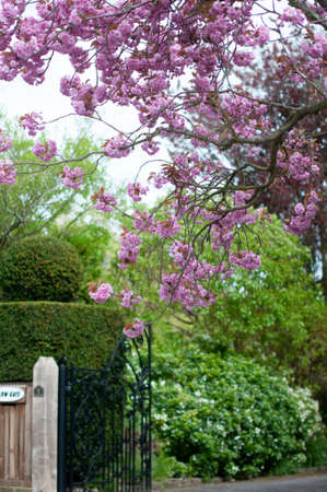 Blossom in townの写真素材