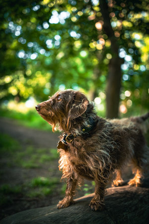 Short sausage dog in a evening sunlight in a park.の写真素材